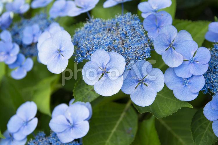 額アジサイ（がくあじさい） あじさい,紫陽花,梅雨の写真素材