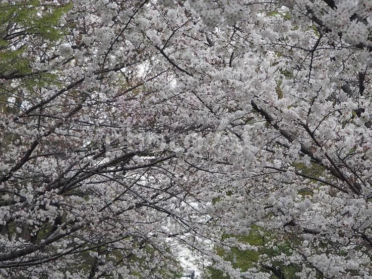 桜並木 空,春,風景の写真素材