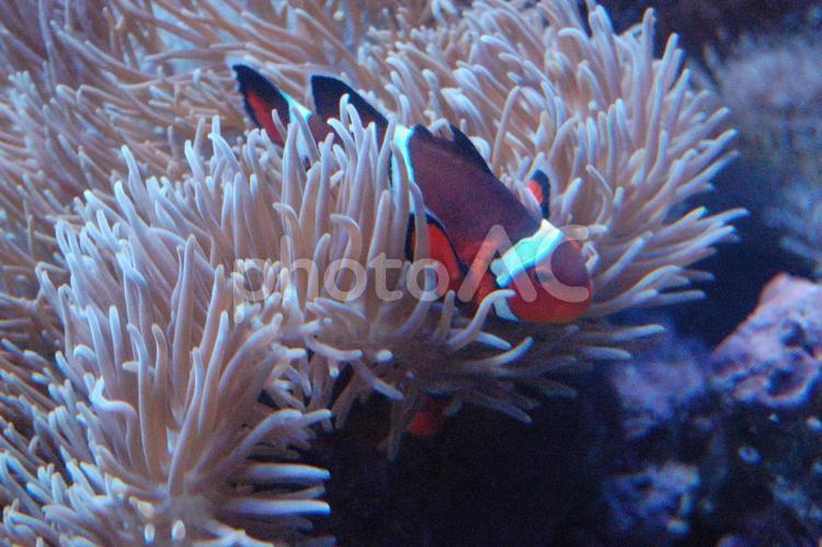 カクレクマノミとイソギンチャク カクレクマノミ,イソギンチャク,カクレクマノミとイソギンチャクの写真素材