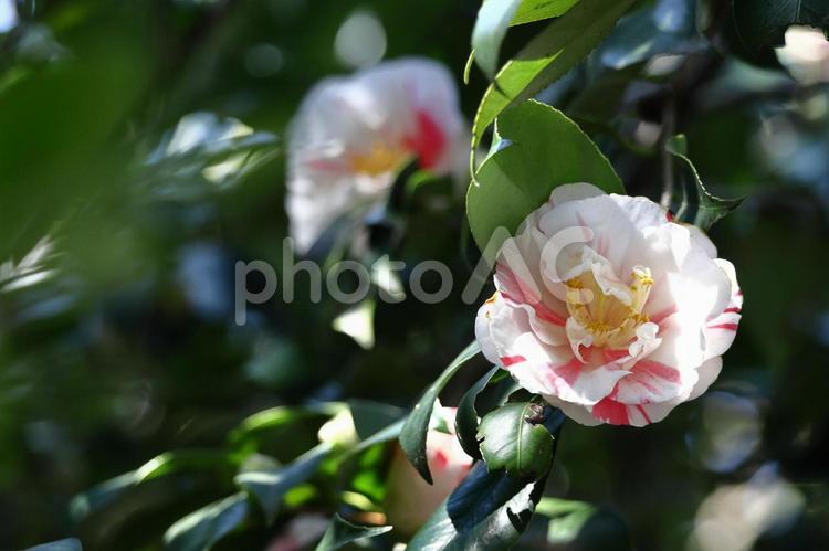 厳冬に凛と咲く 椿,花,ツバキ科の植物の写真素材