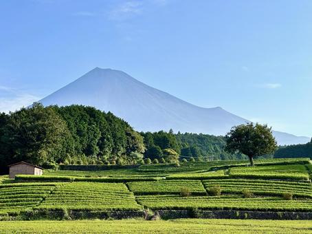 緑輝く夏の茶畑と富士山 緑輝く夏の茶畑と富士山 富士山,茶畑,茶葉の写真素材