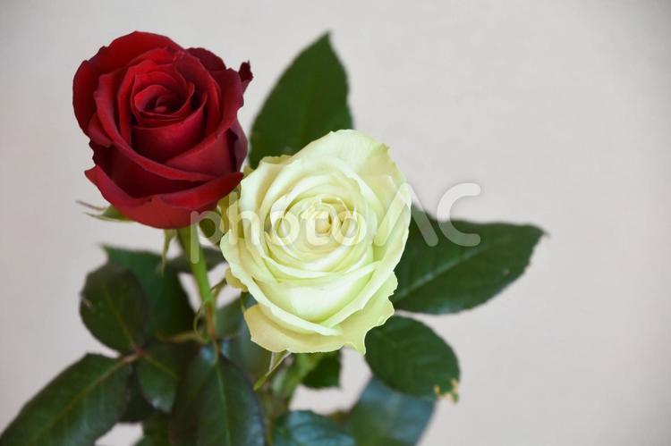 赤と緑のばら ばら,薔薇,バラの写真素材