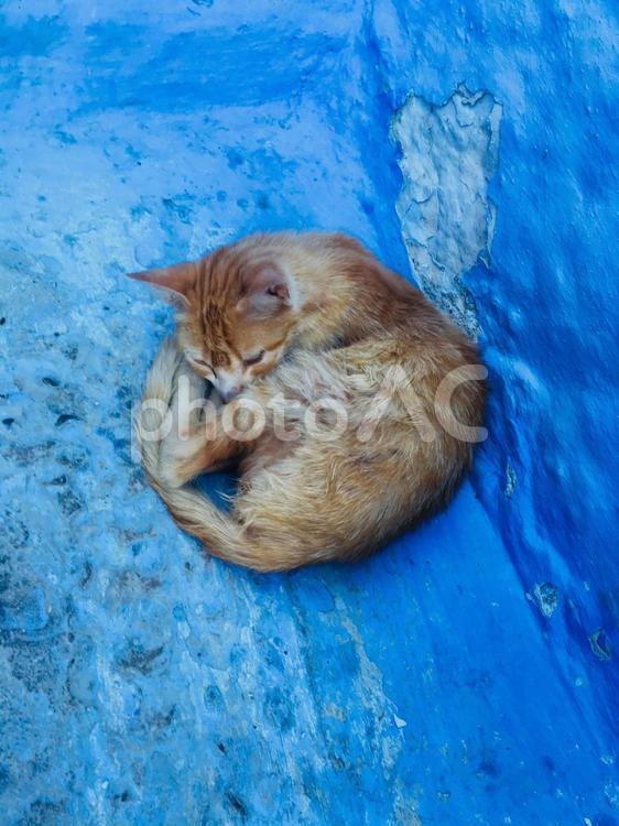 シャウエンには猫がいっぱい シャウエン,モロッコ,猫の写真素材