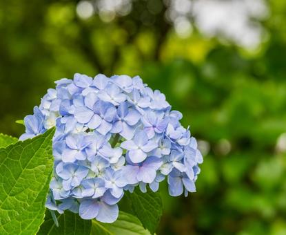 Hydrangea, JPG Hydrangea, JPG