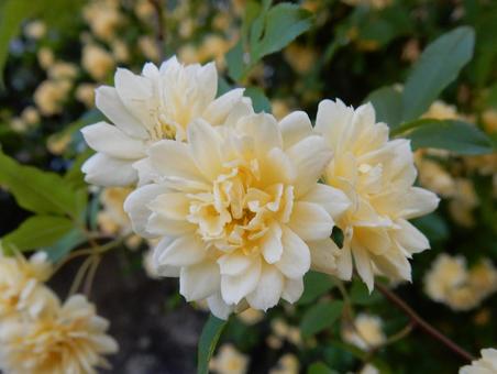 【花の写真】モッコウバラ 【花の写真】モッコウバラの写真