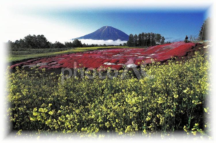 ニセコの美しい芝桜 芝桜,花,蝦夷富士の写真素材