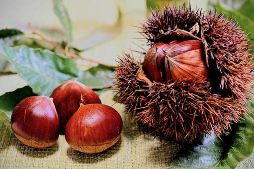 秋の味覚 栗 いがぐり 秋の味覚 栗 いがぐりの写真
