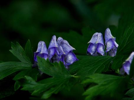 トリカブト トリカブトの写真