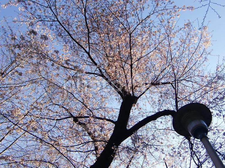 桜木-3 桜,幹,枝の写真素材
