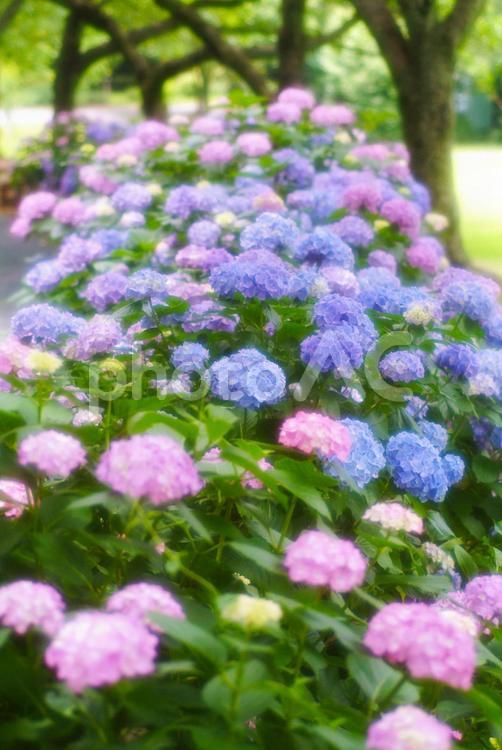 美しい紫陽花_ソフトイメージ 紫陽花,あじさい,アジサイの写真素材