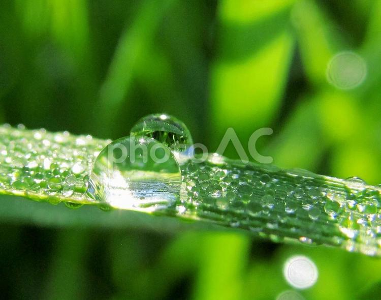 水滴と緑の葉と朝の光 水滴,すいてき,waterの写真素材