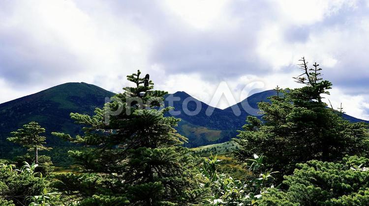 八甲田山湿原展望台から見える山々の風景 八甲田山,湿原,秋の写真素材