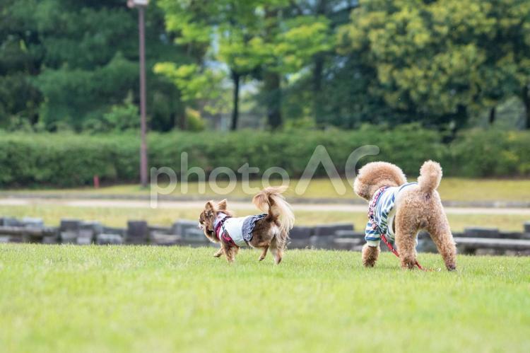 春の公園で遊ぶチワワとトイプードル トイプードル,チワワ,トイプーの写真素材