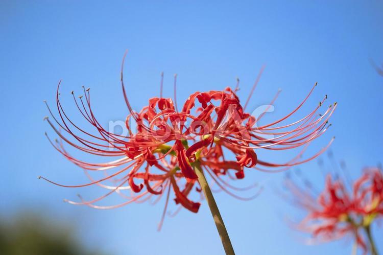 秋のイメージ　彼岸花 彼岸花,ヒガンバナ,秋のイメージの写真素材
