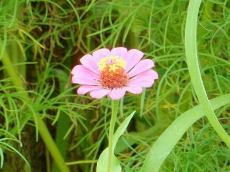 【花の写真】 ヒャクニチソウ(百日草) 【花の写真】 ヒャクニチソウ(百日草)の写真
