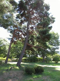 長野県-信濃国分寺跡史跡公園 長野県-信濃国分寺跡史跡公園 信濃国分寺跡,史跡公園,公園の写真素材
