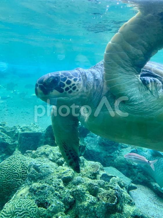 水族館　ウミガメ ウミガメ,水族館,海亀の写真素材
