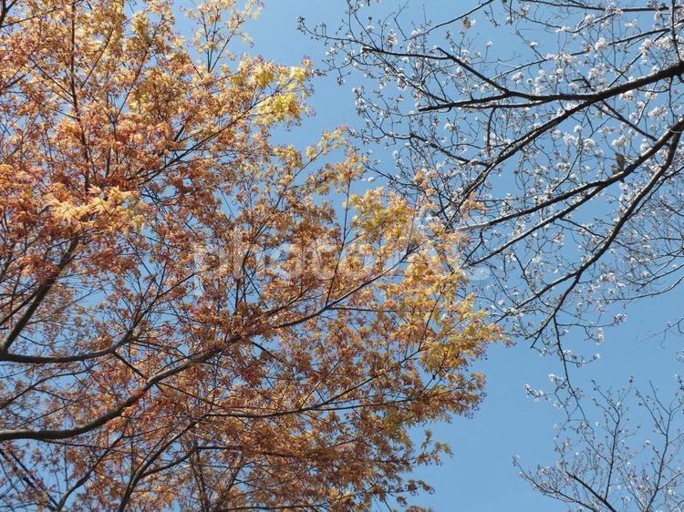 春のもみじと桜の枝　 桜,花,咲くの写真素材