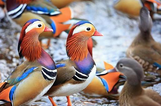 mandarin duck, JPG