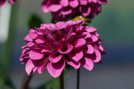 ダリア（スタリーナイト）の写真