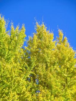 紅葉風景の写真