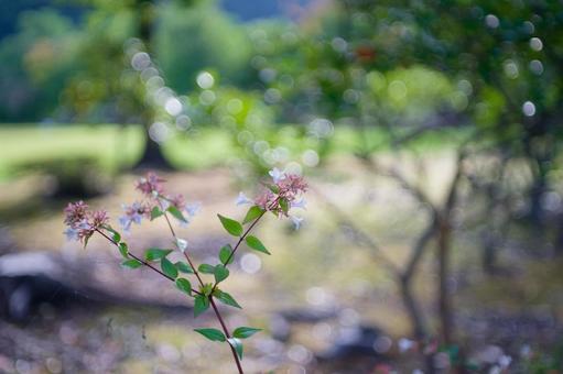 玉ボケとバブルボケが幻想的なアベリアの花 アベリア,玉ボケ,ボケの写真素材