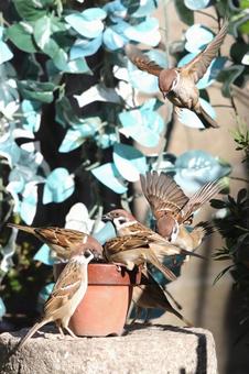 すずめ餌場群れの写真