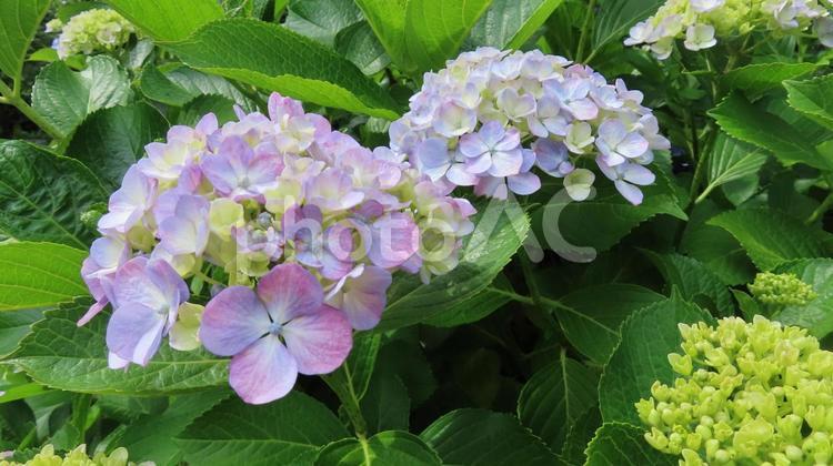 紫陽花 紫陽花,アジサイ,花の写真素材