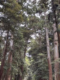 大木が立ち並ぶ静かな森林 自然,景色,風景の写真素材