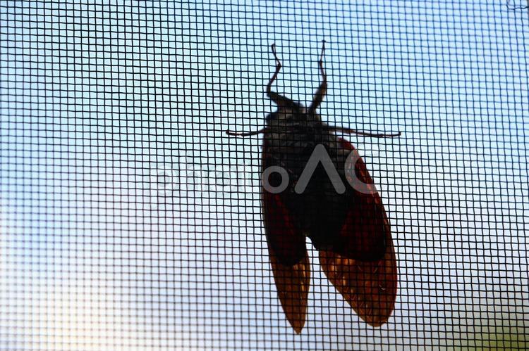 網戸に張り付くセミ セミ,網戸,夏の写真素材