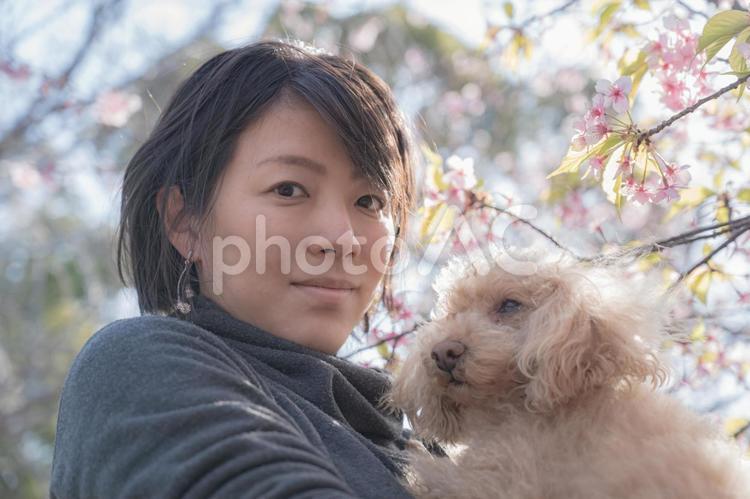 桜と女性とトイプードル(その１４) 桜,日本人,女性の写真素材