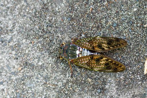 アブラゼミ⑿ アブラゼミ⑿ 昆虫,セミ,アブラゼミの写真素材