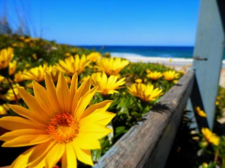 花と青 花と青 海,空,波の写真素材