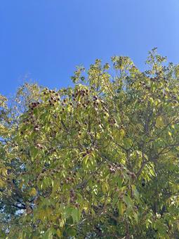 どんぐりと快晴 どんぐり,木,空の写真素材