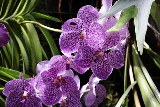 紫色の花びらのバンダの花のアップ 紫色,花びら,バンダの写真素材