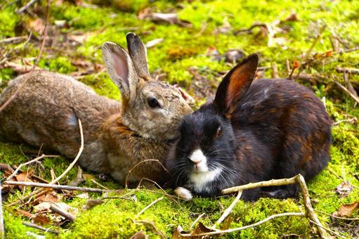 広島県大久野島の黒うさぎ1 うさぎ,兎,卯の写真素材