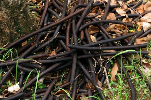 ゴールデンシャワー（種） ゴールデンシャワー,ナンバンサイカチ,植物の写真素材