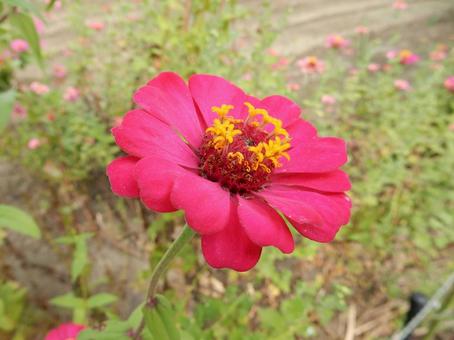 【花の写真】 ヒャクニチソウ(百日草) 【花の写真】 ヒャクニチソウ(百日草) 百日草,ヒャクニチソウ,植物の写真素材