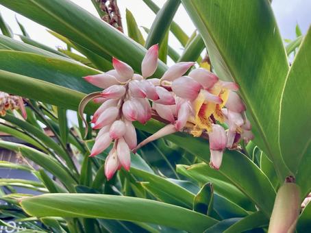 月桃Alpinia zerumbet 月桃Alpinia zerumbet ゲットウ,月桃,花の写真素材