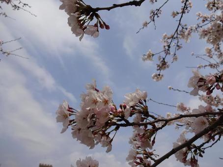 桜2 桜2の写真