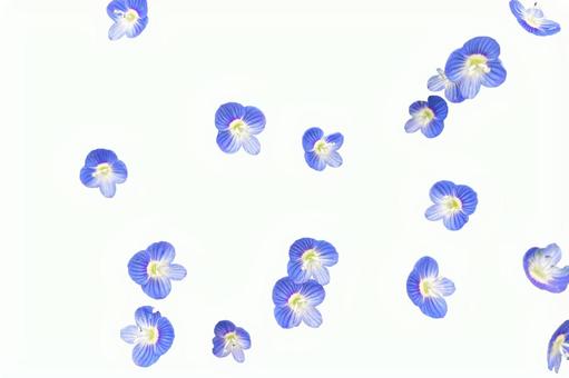 Small flower wallpaper of Persian speedwell, JPG Small flower wallpaper of Persian speedwell, ooouinunnguri, flowers, flower, JPG