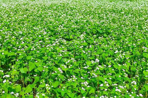 ソバの花11 ソバの花11 ソバ,そば,蕎麦の写真素材