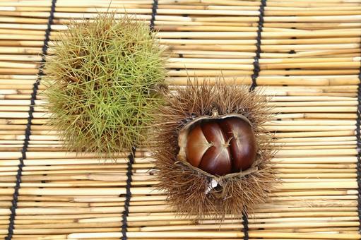 イガ栗 植物,果物,栗イガの写真素材