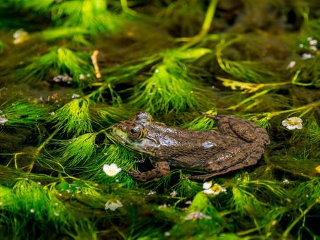 水辺のウシガエル 水辺のウシガエル ウシガエル,カエル,両生類の写真素材