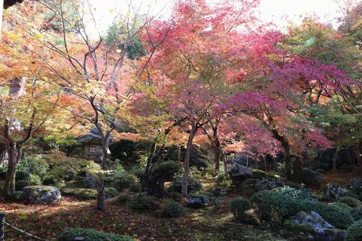 圓光寺　十牛之庭の紅葉 圓光寺,十牛之庭,紅葉の写真素材