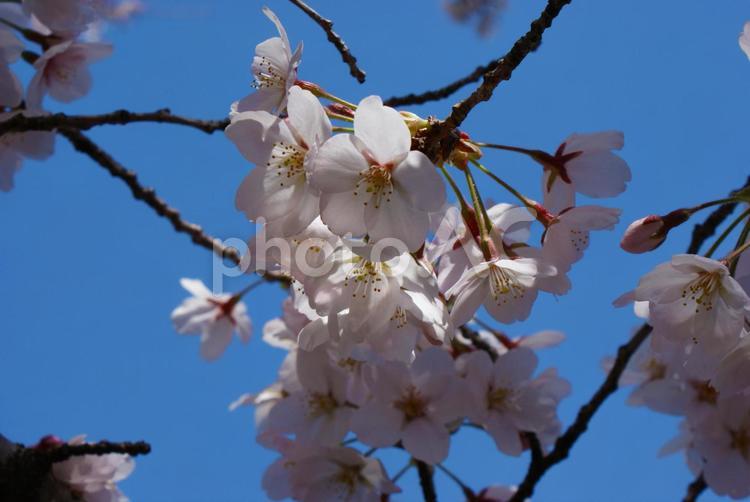 桜のイメージ３８ blossom,cherry,sakuraの写真素材