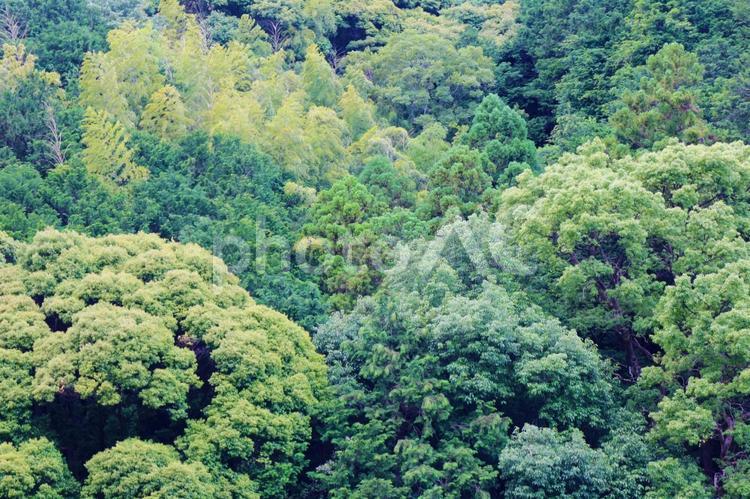 瑞々しいみどりの山　初夏 緑,グリーン,背景の写真素材