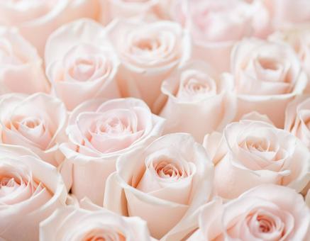 バラ背景02の写真