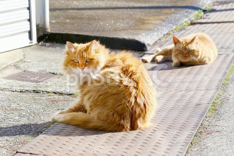 長毛の茶トラ猫が日向ぼっこしている 茶トラ,野良猫,猫の写真素材