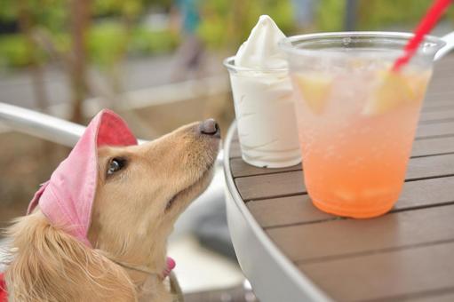 アイスクリームを欲しそうに見つめる犬 アイスクリームを欲しそうに見つめる犬の写真